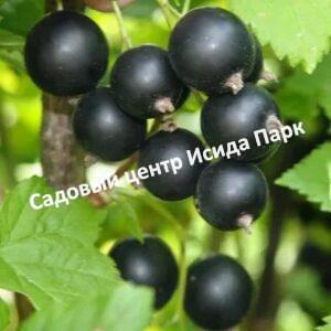 Смородина черная Тибен на штамбе