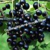 Смородина черная Титания на штамбе 1