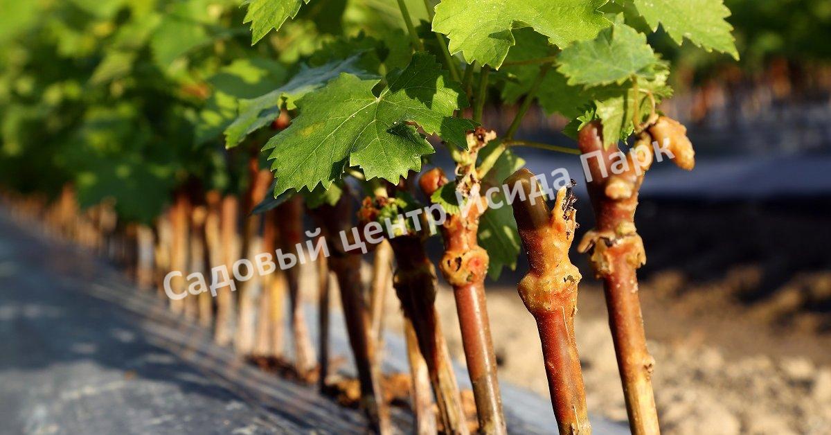 черенки винограда