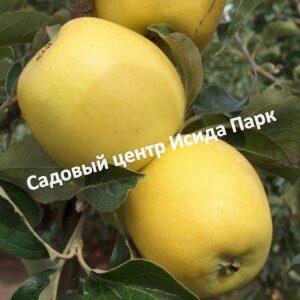 Яблоня Айнур