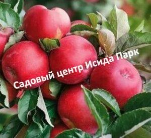Яблоня Алтынай