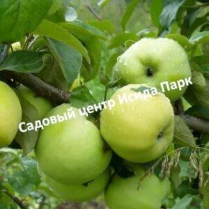 Яблоня Антоновка обыкновенная