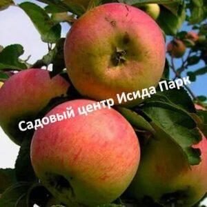 Яблоня Аромат Уктуса