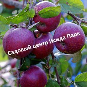 Яблоня Белорусское малиновое