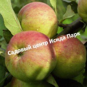 Яблоня Благовест