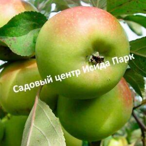 Яблоня Братчуд
