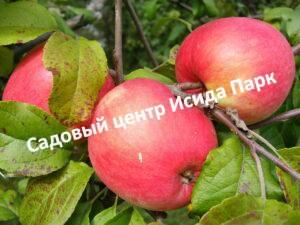 Яблоня Дачная