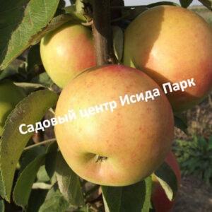 Яблоня Диалог колоновидная