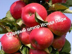 Яблоня Есения колоновидная