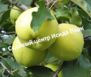 Яблоня Феникс Алтайский
