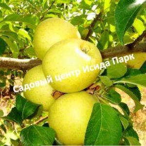 Яблоня Голден Владимирский