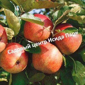 Яблоня Горнист