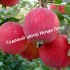 Яблоня Горноалтайское 1
