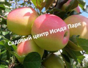 Яблоня Горный Синап 291