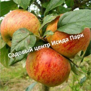 Яблоня Избранница