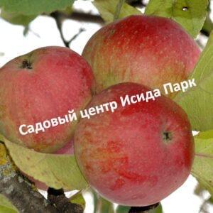 Яблоня Кортланд