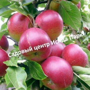 Яблоня Ковровое