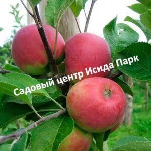 Яблоня Красное раннее