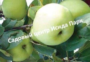 Яблоня Кроха