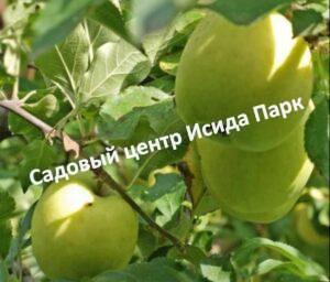 Яблоня Куйбышевское