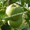 Яблоня Кутузовец 1