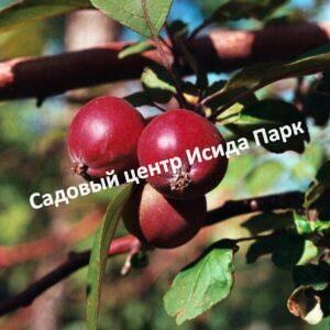 Яблоня Недзвецкого