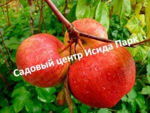 Яблоня Оранжевое