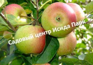 Яблоня Орлинка