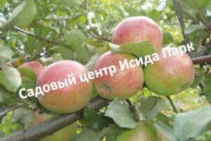Яблоня Память Мичурина