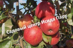 Яблоня Персиянка