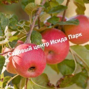 Яблоня Пинк Леди