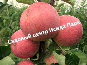 Яблоня Пирос