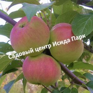 Яблоня Подарок садоводам