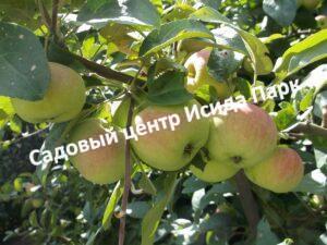 Яблоня Подснежник