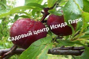 Яблоня Поэзия колоновидная