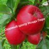 Яблоня Ред Фри 1
