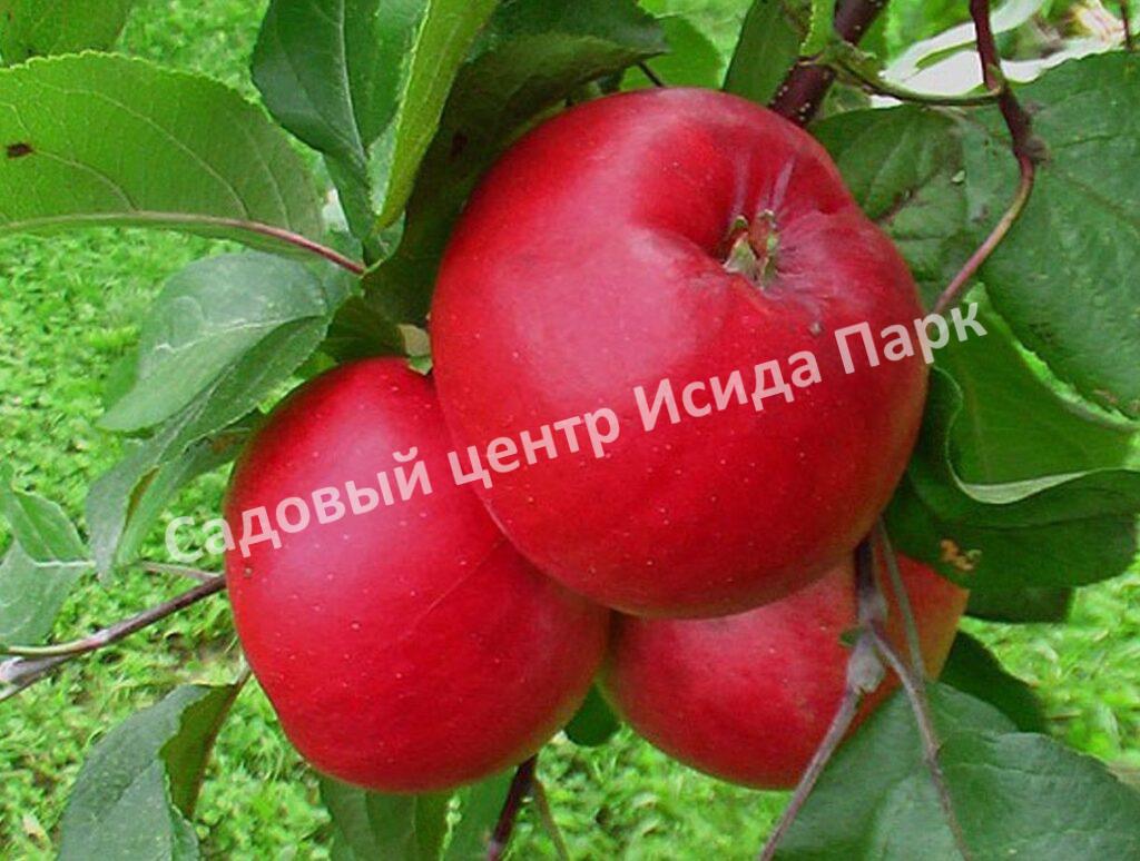 Яблоня Ред Фри