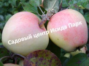 Яблоня Рижский голубок