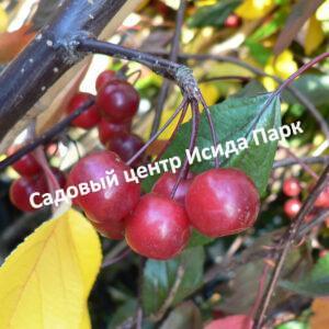 Яблоня Роял Бьюти