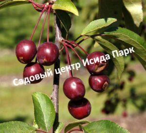 Яблоня Роялти