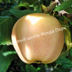 Яблоня Розовый жемчуг