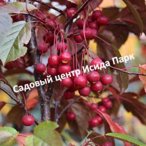 Яблоня Скарлет