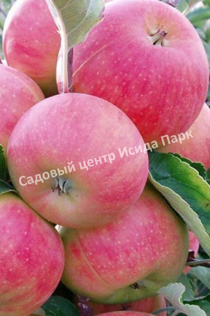 Яблоня Соковое