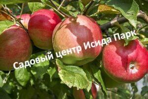 Яблоня Татьяна