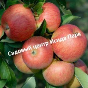 Яблоня Топаз