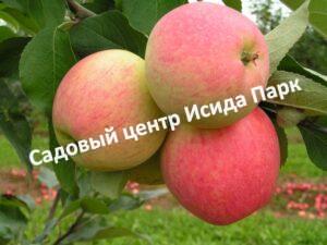 Яблоня Юбиляр