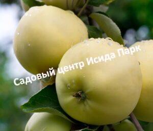 Яблоня Юнга