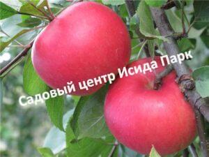Яблоня Уралец
