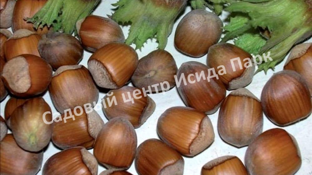 Фундук Виктория (Victoria) Фундук Виктория (Victoria)