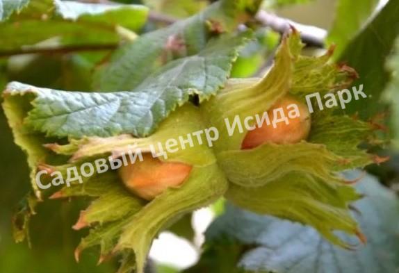 Фундук Дербентский-1 (Derbentsky-1) Фундук Дербентский-1 (Derbentsky-1)
